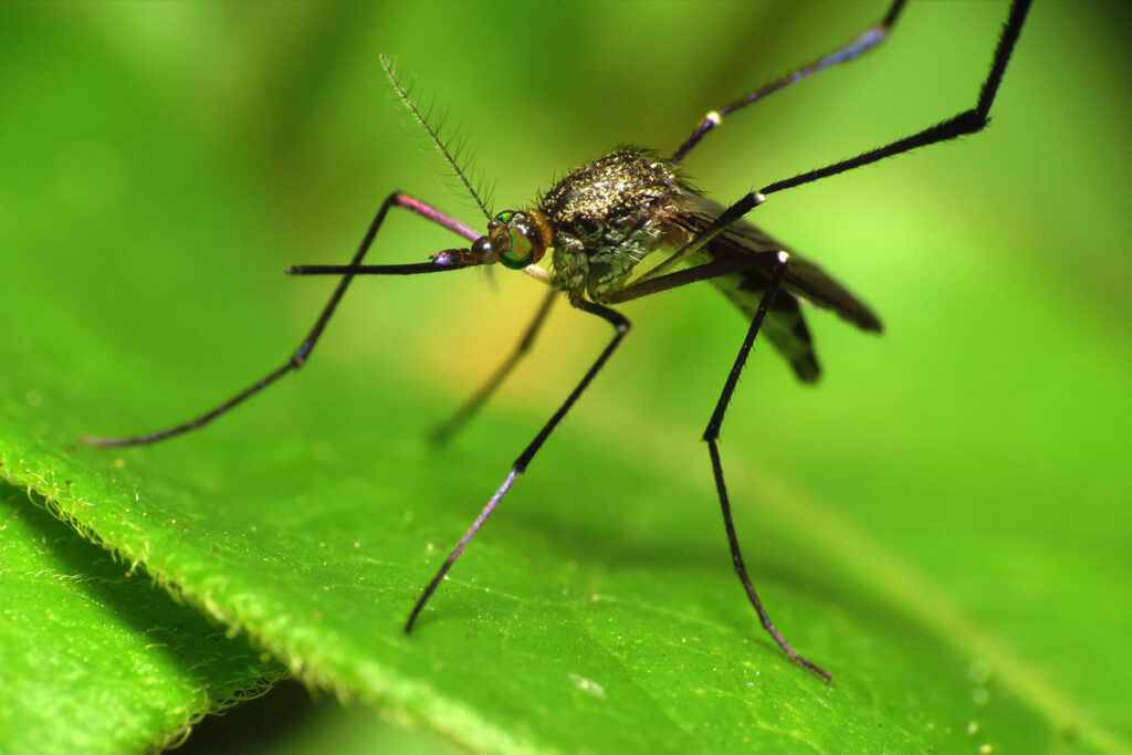Malaria in Uganda