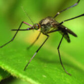 Preventing Malaria in Uganda