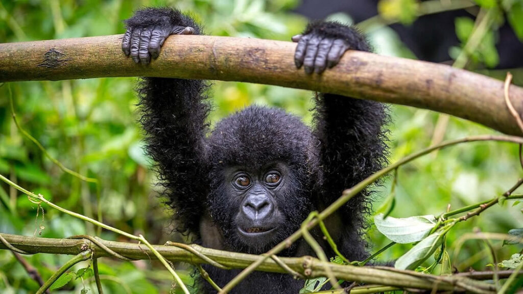 baby mountain gorilla