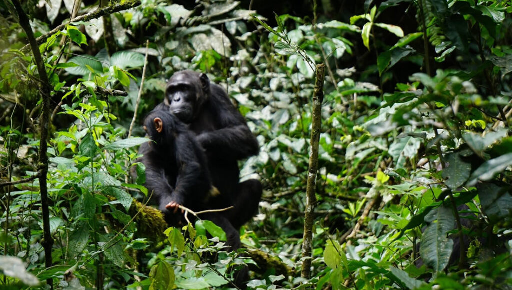 chimpanzee tracking kibale forest