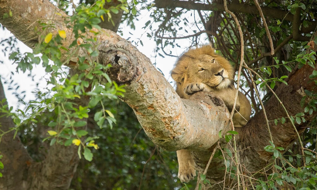 tree climbing lion